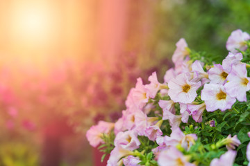 Beautiful petunia flower in the garden.