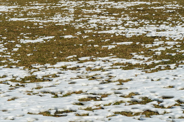 Wiese mit Schneeresten