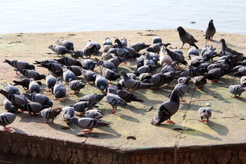 The pigeon on the riverside Ganga, Varanasi, Uttar Pradesh, 
