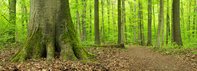 Panorama, Wanderweg durch grünen Wald im Frühling, Nationalpark Hainich, Thüringen, Deutschland