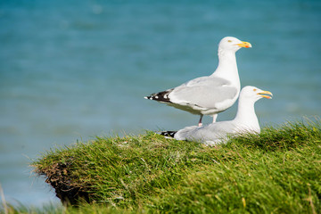 cute couple of seagulls on the edge of the cliff