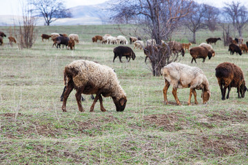 A flock of sheep grazes in nature. Countryside, farming. Natural rustic background
