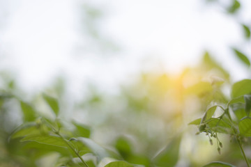 Green blur  background out of focus and bokeh from nature light