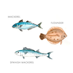 さば・サワラ・カレイの手描き水彩イラスト
