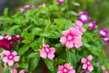 Beautiful petunia flower in the garden.