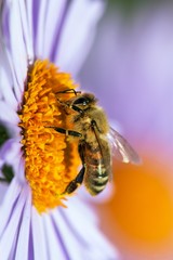 bee or honeybee sitting on flower, Apis Mellifera