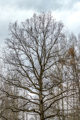 Trunk and branches of an oak tree in the spring, in the city Park