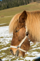 Kleinpferd auf einer Wiese mit Schneeresten