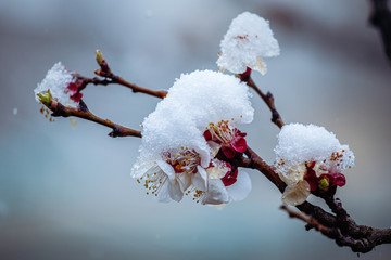 Spring blossom under the snow. Branches with bloomed apricot flowers under late snow. Macro shot...