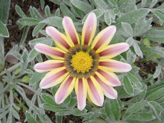 White-pink striped Gazania blossom macro shot