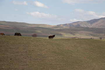Horses graze in a meadow in the mountains. Grazing livestock.