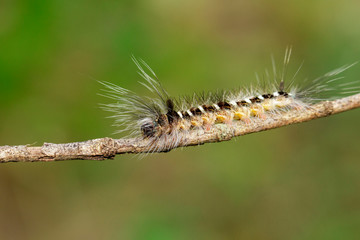 Image of Hairy caterpillar on tree branch on natural background. Insect. Worm. Animal.