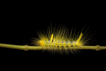 Image of Hairy caterpillar on tree branch on natural background. Insect. Worm. Animal.
