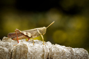 Image of Brown grasshopper (Apalacris varicornis) on stump. Insect. Animal.