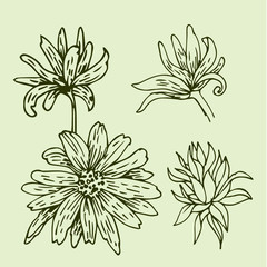 Vector set of natural plants and flowers design elements. Flower stock illustration