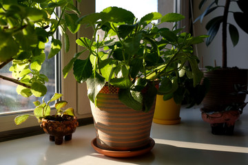 Mint grows at home. Mentha plant in a clay pot. Plants in flower pots on the windowsill