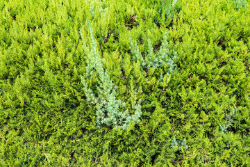 Close up of pine leaf background in the sunlight