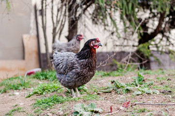Hens, chickens on farm.