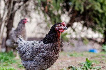 Naklejka na ściany i meble Hens, chickens on farm.