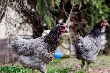 Hens, chickens on farm.