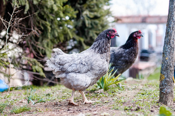 Hens, chickens on farm.
