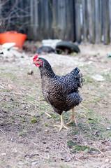 Hens, chickens on farm.