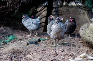 Hens, chickens on farm.