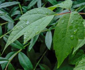 Plant leaves after summer rain