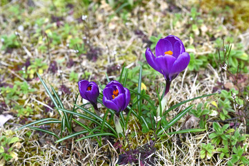 日本の国営武蔵丘陵森林公園で紫色のクロッカスが咲く春の風景