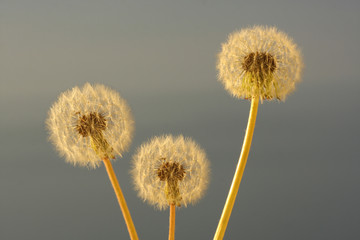 Fototapeta premium White dandelions against the gray sky