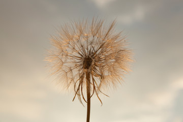 Closeup white dandelion against the gray sky