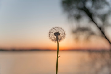White dandelion on sunset background