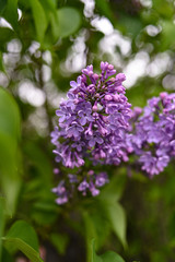 Fresh spring blossom flower, purple color.