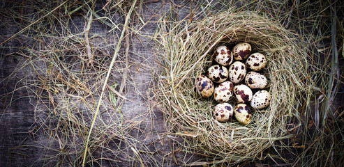 A dozen quail eggs in a straw nest for Easter, rustic style, wooden table, top view, copy space