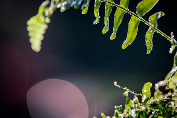  Green fern with morning dew in the sunshine © Photo by mQ
