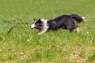 Naklejka na ściany i meble Border Collie runs on a green lawn in sunny weather.