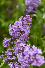 Fresh spring blossom flower, purple color.