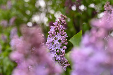 Fresh spring blossom flower, purple color.