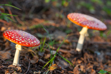 Fly agaric