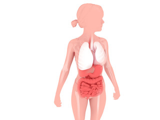 3D illustration of the internal anatomy of a woman with her hair pulled back, showing the respiratory and digestive systems. Image isolated on white background.