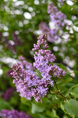 Fresh spring blossom flower, purple color.