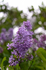 Obraz premium Fresh spring blossom flower, purple color.