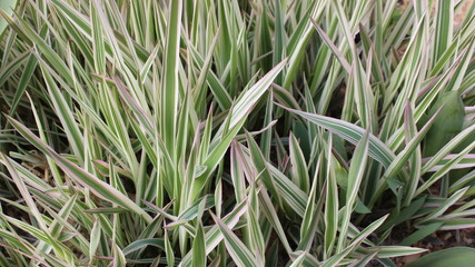Sedge decorative. Silver wheatgrass. Blue sedge. Striped green grass Variegated sedge 'Ice Dance' (Carex morrowii, foliosissima) for an alpine hill. Ornamental long grass, evergreen sedge with white-g
