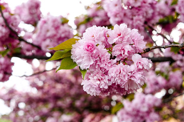 Fresh spring blossom flower, pink color.