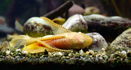 Tropical water Albino Ancistrus catfish lying on aquarium bottom.