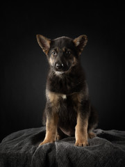 puppy on a dark background. mixed dog. cute pet in the studio