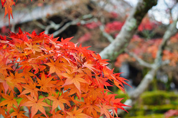 京都の秋の紅葉　美しい赤いモミジ（日本京都市京都府）コピースペースあり　Autumn leaves in Kyoto, beautiful red maple with copy space (Kyoto City, Kyoto Prefecture, Japan) 