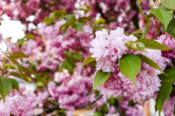 Fresh spring blossom flower, pink color.