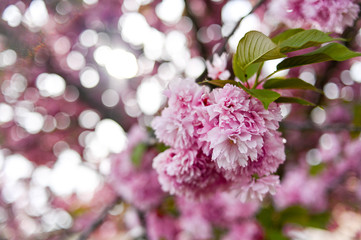 Fresh spring blossom flower, pink color.