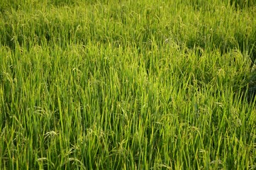 fresh green rice tree in country Thailand